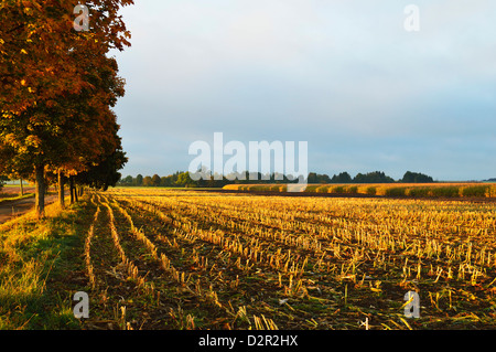 Autunno rurale scena vicino a Villingen-Schwenningen, Foresta Nera, Schwarzwald-Baar, Baden-Württemberg, Germania, Europa Foto Stock