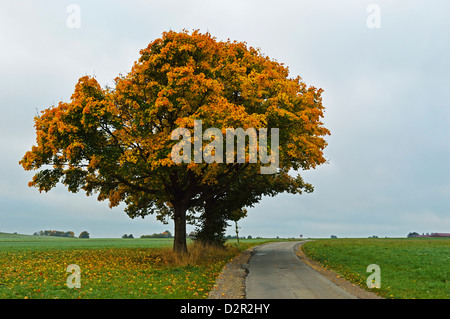 Albero di acero con colori autunnali, vicino a Villingen-Schwenningen, Foresta Nera, Schwarzwald-Baar, Baden-Württemberg, Germania, Europa Foto Stock