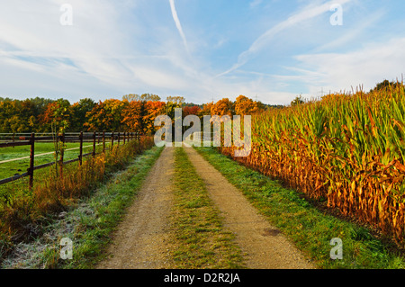 Autunno rurale scena, vicino a Villingen-Schwenningen, Baden-Württemberg, Germania, Europa Foto Stock