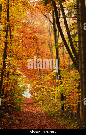 Foresta di autunno nella valle del Neckar, vicino Villingen-Schwenningen, Baden-Württemberg, Germania, Europa Foto Stock