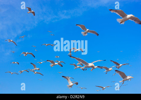 Gabbiani volare nel cielo blu. Foto Stock