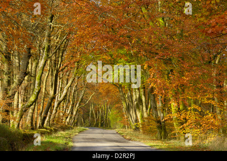 Viale di faggi, vicino Laurieston, Dumfries and Galloway, Scotland, Regno Unito, Europa Foto Stock