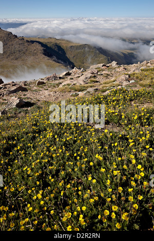 Alpine avens (Acomastylis rossii turbinata) sopra le nuvole, Mount Evans, Arapaho-Roosevelt National Forest, Colorado, STATI UNITI D'AMERICA Foto Stock