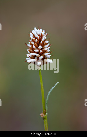 American bistort, la Foresta Nazionale di Gunnison, Colorado, STATI UNITI D'AMERICA Foto Stock