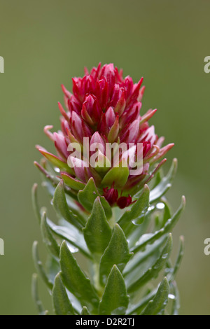 Queen's Crown, San Juan National Forest, Colorado, STATI UNITI D'AMERICA Foto Stock