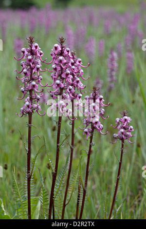 Teste di elefante (rosso poco elefanti) (Pedicularis groenlandica), San Juan National Forest, Colorado, STATI UNITI D'AMERICA Foto Stock