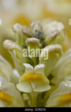 Il burro e le uova (toadflax comune) (giallo toadflax) (Linaria vulgaris), San Juan National Forest, Colorado, STATI UNITI D'AMERICA Foto Stock