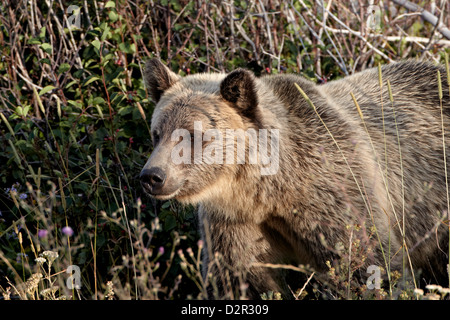 Orso grizzly (Ursus arctos horribilis), il Parco Nazionale di Glacier, Montana, Stati Uniti d'America, America del Nord Foto Stock