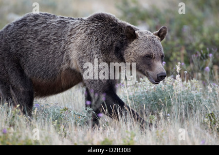 Orso grizzly (Ursus arctos horribilis), il Parco Nazionale di Glacier, Montana, Stati Uniti d'America, America del Nord Foto Stock