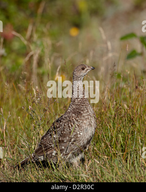 Dusky grouse (blu grouse) (Dendragapus obscurus) hen, Stati Uniti d'America, Nord AmericaUSA Foto Stock