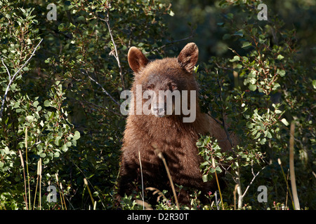 La cannella black bear (Ursus americanus), il Parco Nazionale di Glacier, Montana, Stati Uniti d'America, America del Nord Foto Stock