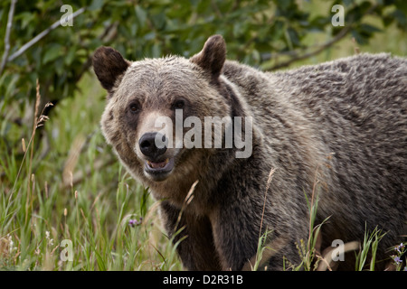 Orso grizzly (Ursus arctos horribilis), il Parco Nazionale di Glacier, Montana, Stati Uniti d'America, America del Nord Foto Stock