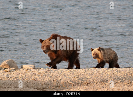 Orso grizzly (Ursus arctos horribilis) sow e yearling cub, il Parco Nazionale di Glacier, Montana, USA Foto Stock