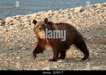 Orso grizzly (Ursus arctos horribilis), il Parco Nazionale di Glacier, Montana, Stati Uniti d'America, America del Nord Foto Stock