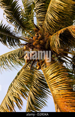 Palma da cocco, Kerala, India, Asia Foto Stock