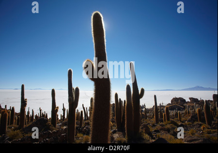 Isla del pescado (pesce Isola) sul Salar de Uyuni (Saline di Uyuni), dipartimento di Potosi, Bolivia, Sud America Foto Stock