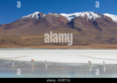 I fenicotteri in Laguna Adeyonda sul Altiplano, dipartimento di Potosi, Bolivia, Sud America Foto Stock