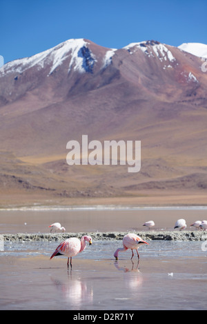 I fenicotteri in Laguna Adeyonda sul Altiplano, dipartimento di Potosi, Bolivia, Sud America Foto Stock