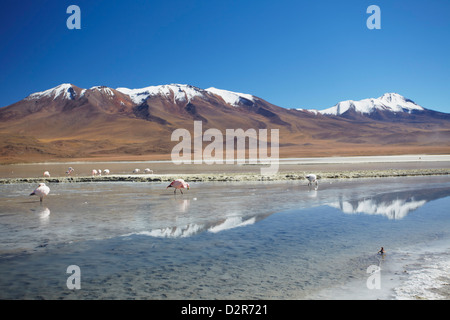 I fenicotteri in Laguna Adeyonda sul Altiplano, dipartimento di Potosi, Bolivia, Sud America Foto Stock