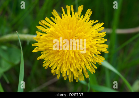 Fiore di tarassaco testa (Taraxacum sp.), l'Ucraina, l'Europa orientale Foto Stock