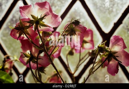 Rosa "ballerina", rosa, rosa. Foto Stock