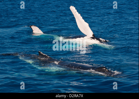 Humpback Whale (Megaptera novaeangliae) nella baia di Harvey, Queensland, Australia Pacific Foto Stock