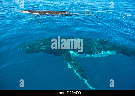 Humpback Whale (Megaptera novaeangliae) nella baia di Harvey, Queensland, Australia Pacific Foto Stock