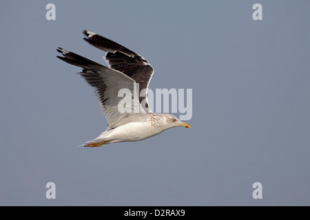 Lesser black backed gull in Gambia Foto Stock