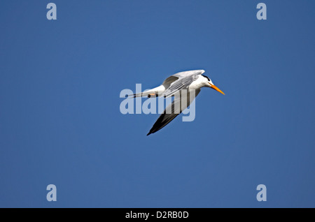 Lesser crested tern in Gambia Foto Stock