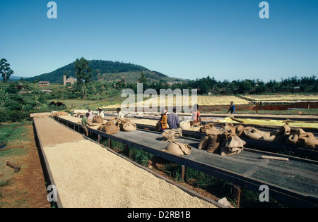 La Coffea arabica, lavoratori in sacchi di caffè in grani di essiccazione al sole in Kenya, Africa orientale. Foto Stock