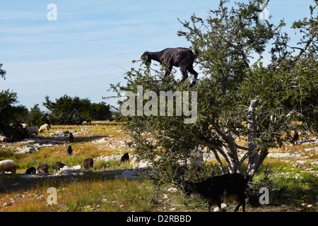 Capra nella struttura ad albero, Marocco Foto Stock