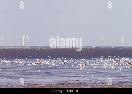 Le turbine eoliche con il Gregge di gabbiani reali sulla sabbia ad alta marea Wirral Inghilterra Foto Stock