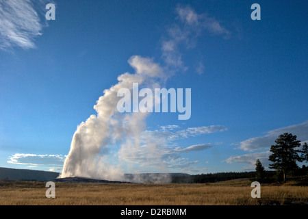 Geyser Old Faithful scoppierà in estate luce della sera, il Parco Nazionale di Yellowstone, Wyoming USA Foto Stock