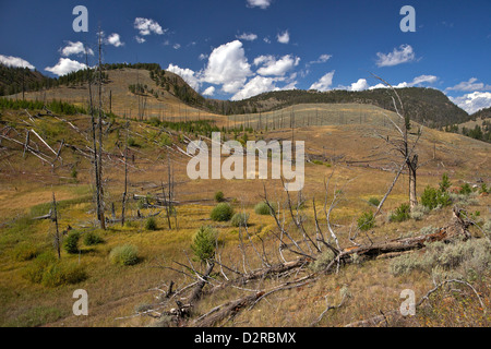 Tronchi di pini lodgepole sul Blacktail deer Plateau, il Parco Nazionale di Yellowstone, Wyoming USA Foto Stock