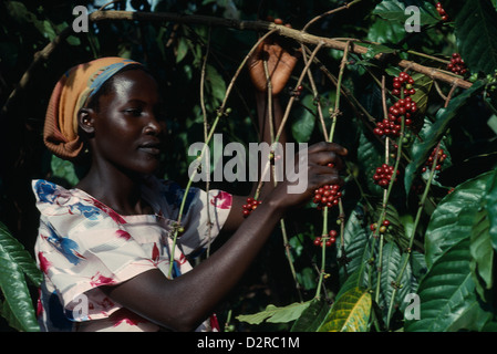 Africa orientale, Uganda, Budongo Village, Coffea arabica, caffè, rosso. Foto Stock