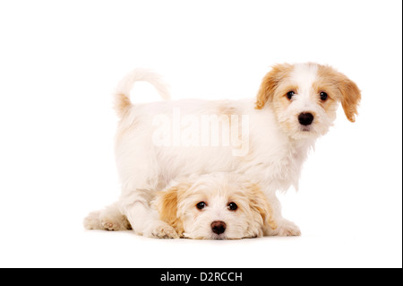 Due Bichon Frise cuccioli croce isolati su sfondo bianco Foto Stock