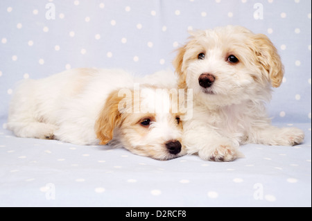 Due sleepy Bichon Frise cuccioli trasversale prevista su un baby blue spotted sfondo Foto Stock