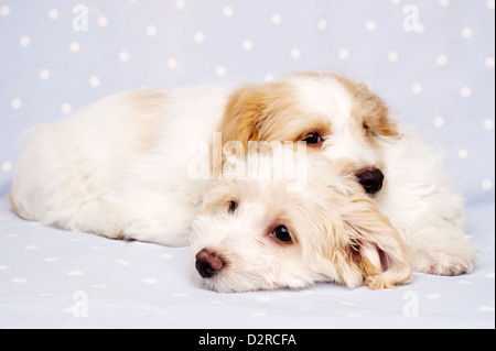 Due sleepy Bichon Frise cuccioli trasversale prevista su un baby blue spotted sfondo Foto Stock