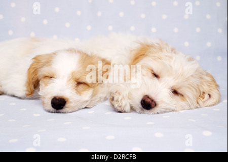 Due sleepy Bichon Frise cuccioli trasversale prevista su un baby blue spotted sfondo Foto Stock