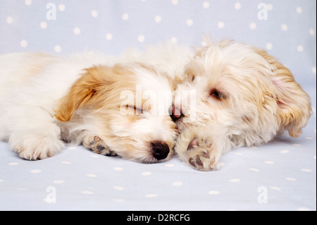 Due sleepy Bichon Frise cuccioli trasversale prevista su un baby blue spotted sfondo Foto Stock