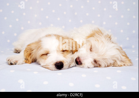 Due sleepy Bichon Frise cuccioli trasversale prevista su un baby blue spotted sfondo Foto Stock