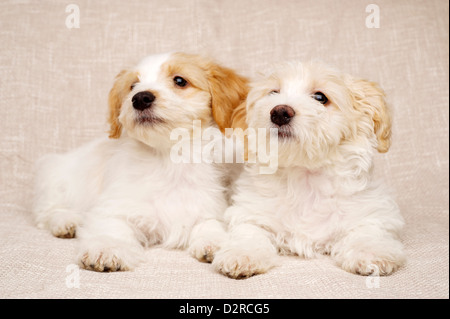 Due sleepy Bichon Frise cuccioli trasversale di cui cercando su una texture di sfondo beige Foto Stock