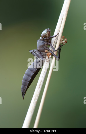 Resti di una libellula caso larvale Crowle Moor riserva naturale, REGNO UNITO Foto Stock