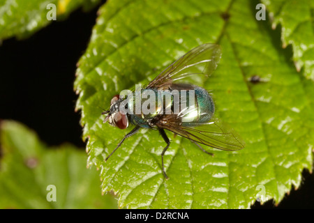 Verde bottiglia volare, Lucilia sericata, REGNO UNITO Foto Stock