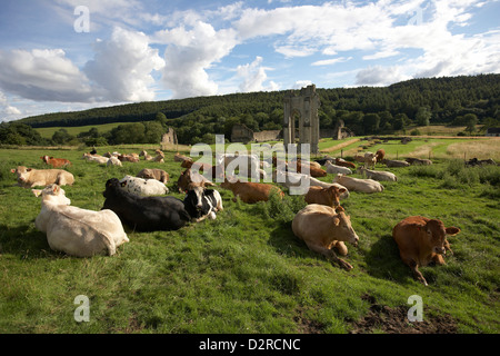 Il bestiame pascola in un prato accanto alle rovine di Kirkham Priory un Abbazia Agostiniana vicino a Malton, North Yorkshire, Regno Unito. Foto Stock