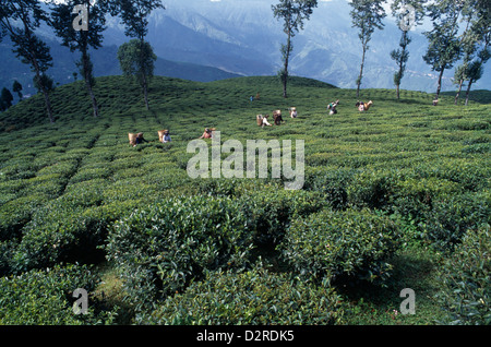 India Bengala Occidentale, Darjeeling, Camellia sinensis, la pianta del tè, verde. Foto Stock