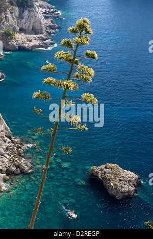 Agave americana, Agave, verde. Foto Stock