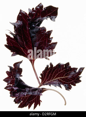 Ocimum basilicum " Purple Ruffles', basilico, basilico viola, rosso soggetto, sfondo bianco. Foto Stock