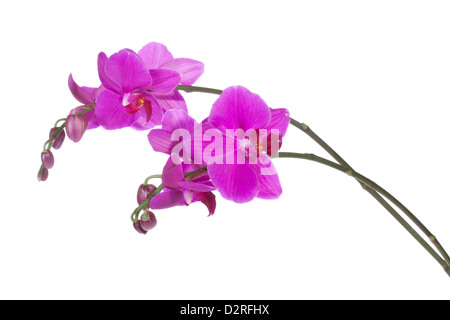 Bella orchidea viola, isolato su bianco Foto Stock