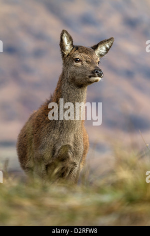 Femmina rosso cervo in Glen Etive, Highlands scozzesi, Scozia
